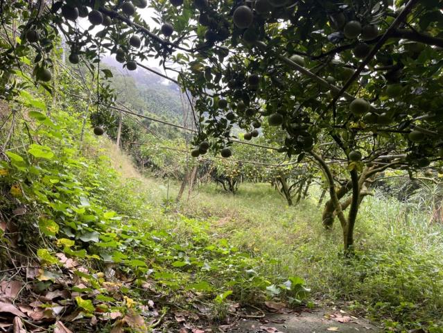 台中東勢農舍-3