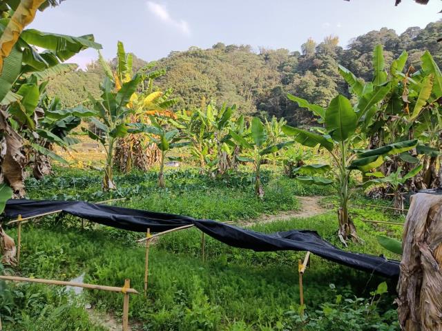 台中東勢農地-1