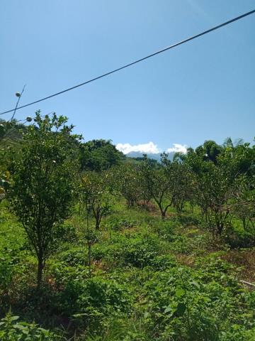 台中東勢農地-1