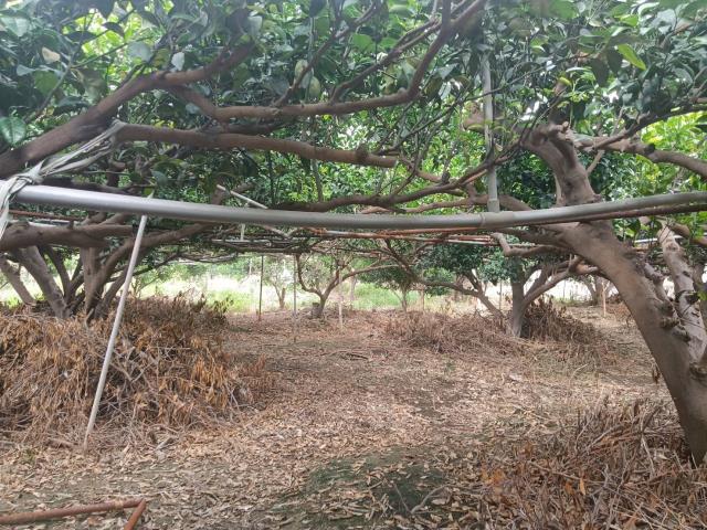 台中東勢農地-2