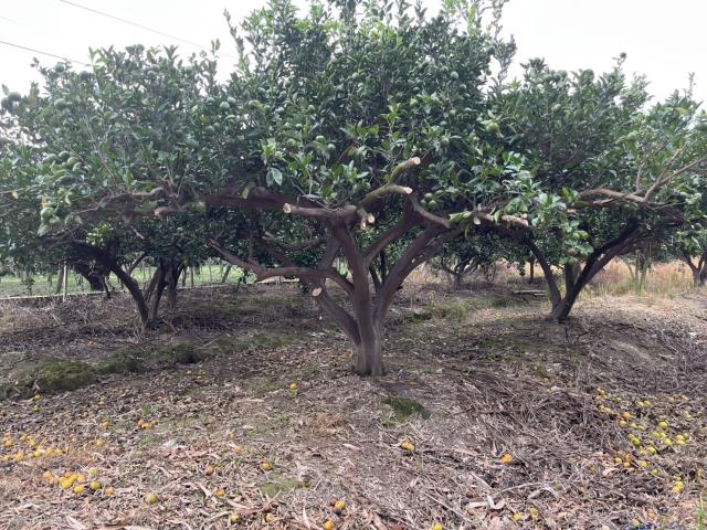 台中東勢農地-6