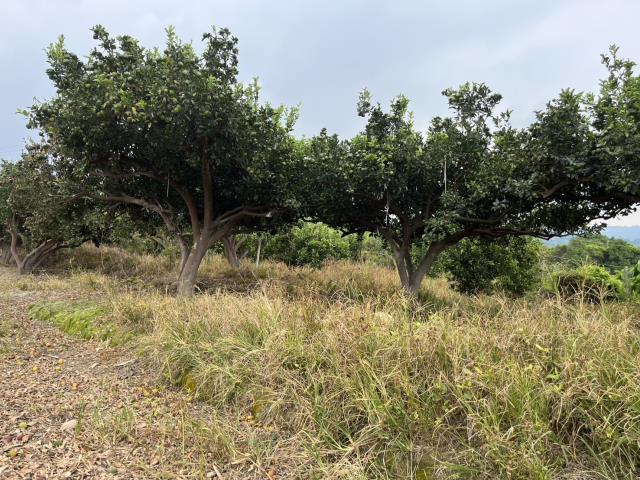 台中東勢農地-7