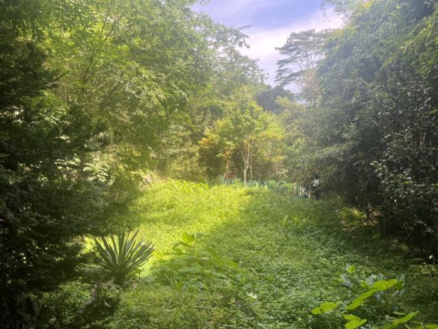 台中東勢山坡地-3