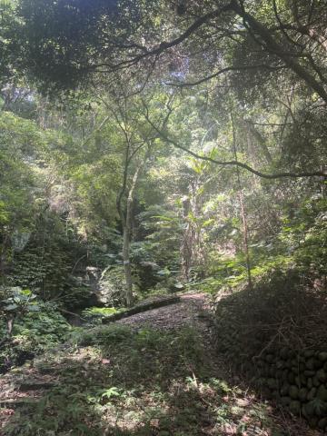 台中東勢山坡地-4