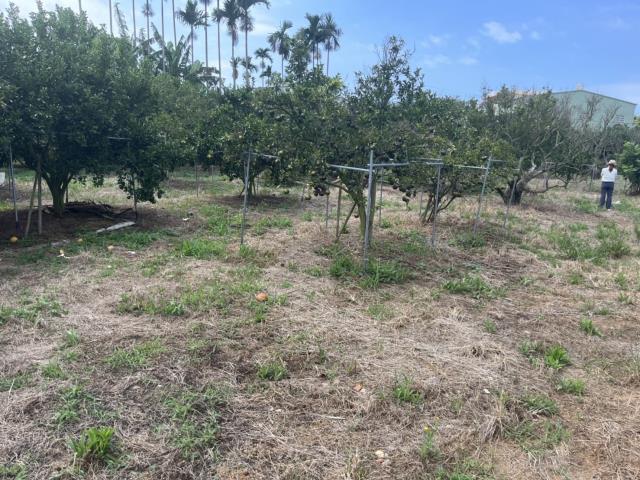 台中豐原農地-1