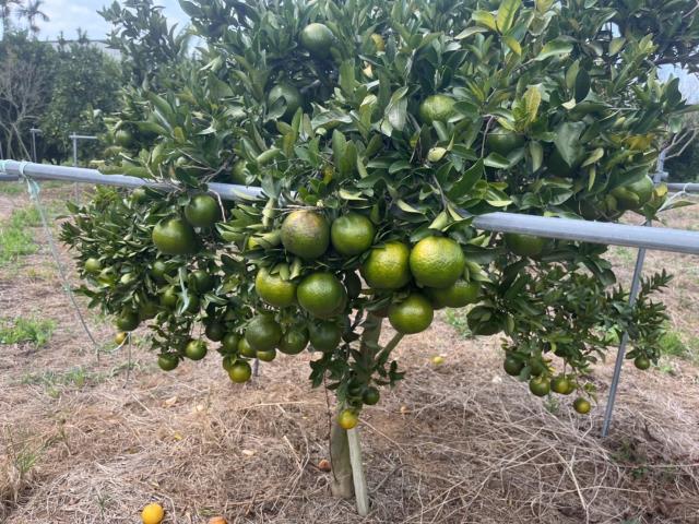 台中豐原農地-2