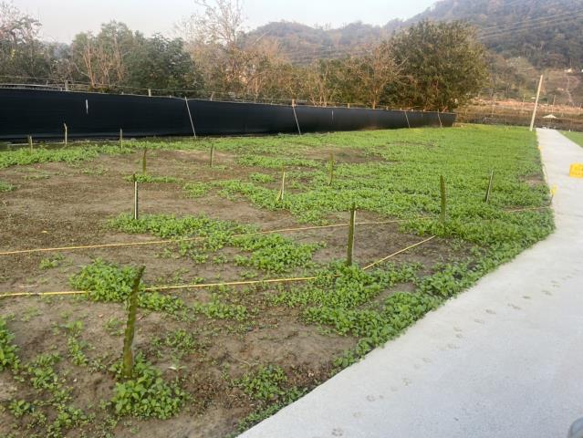 台中東勢農地-2