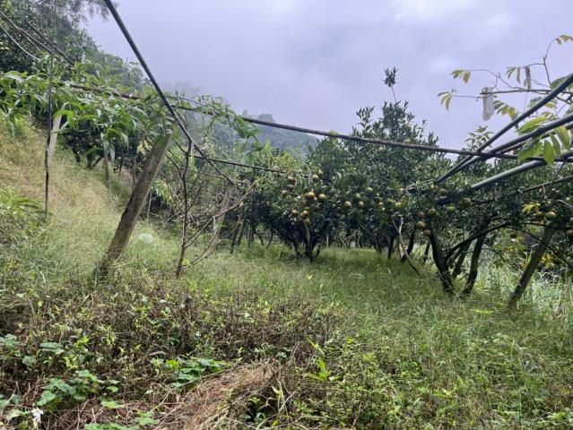 台中東勢山坡地-4