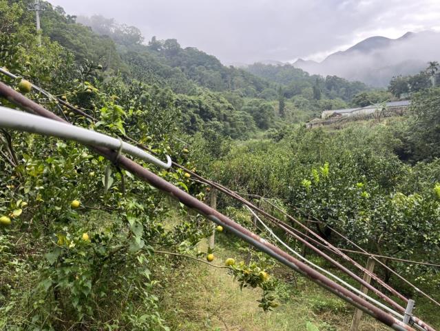 台中東勢山坡地-2