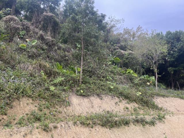東勢山坡地-2