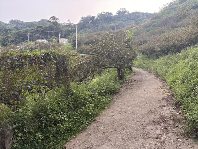 台中東勢山坡地-1